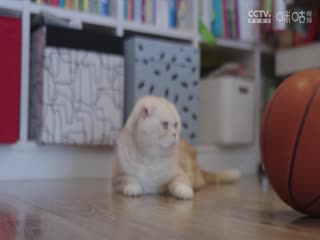 一级A片特爽高潮视频